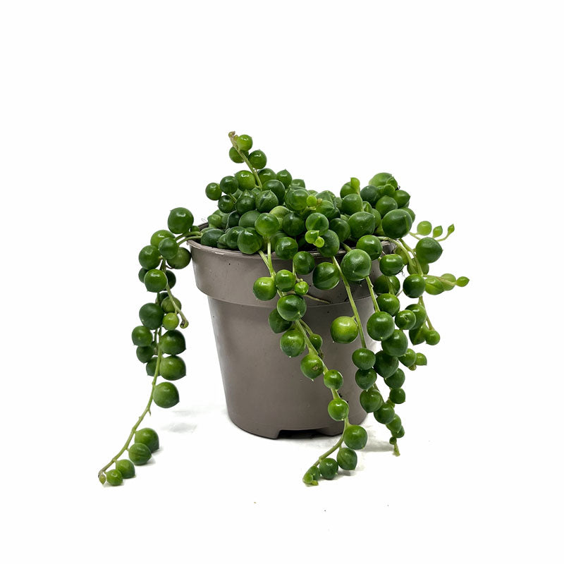 Senecio Rowleyanus Cactus Y Suculentas M8,5 cm Ø_0