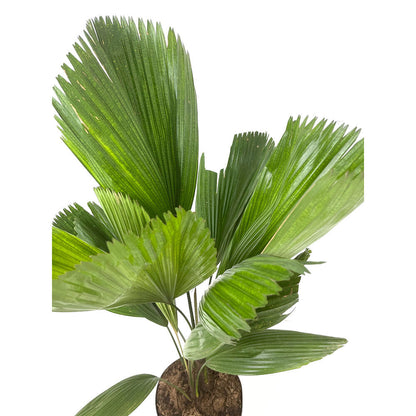 Licuala Grandis M21 60-80cm_1