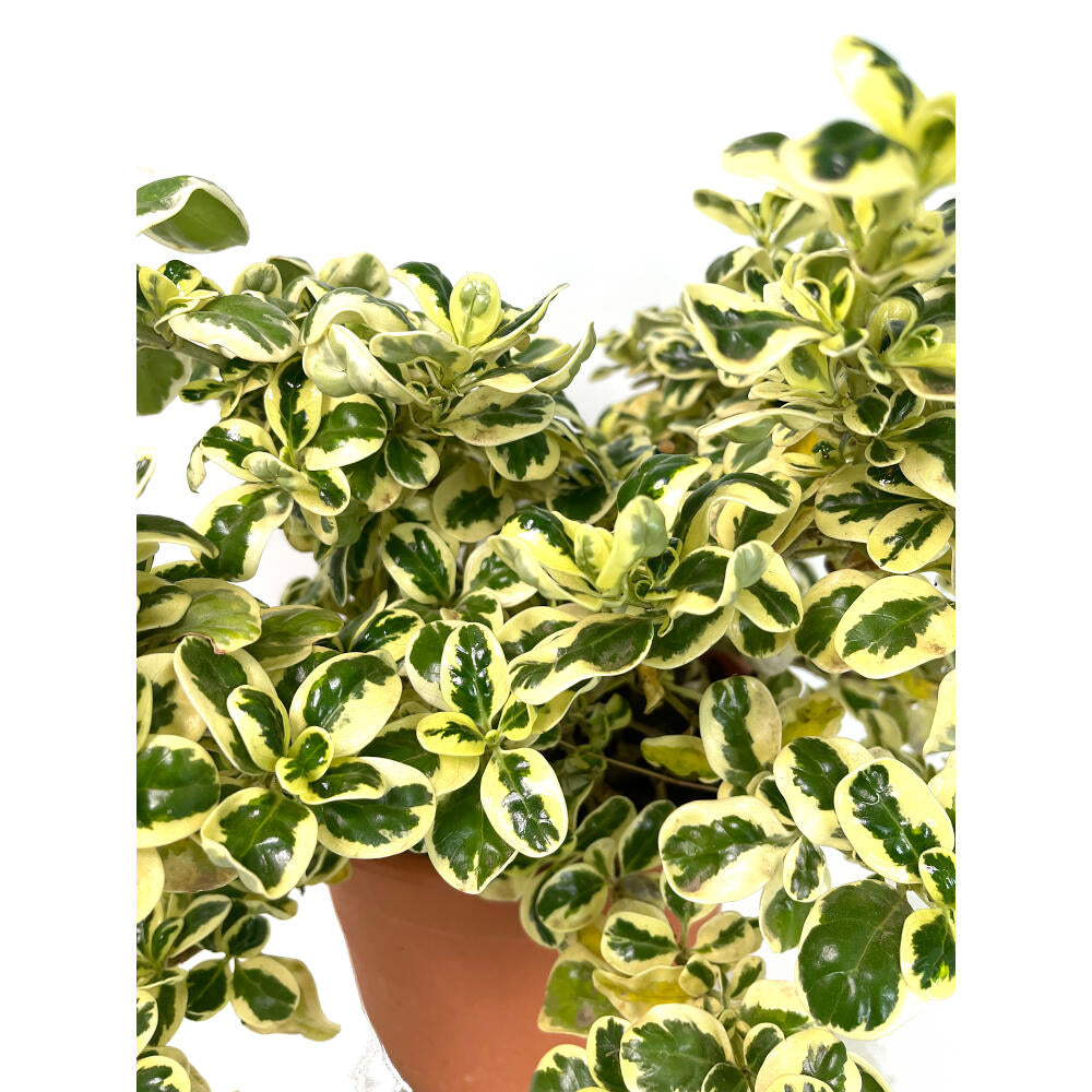 Coprosma Repens Variegata M22 30cm_1