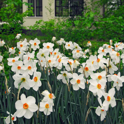 Bulbos De Narcisos - 30 Pzs - Narcissus 'recurvus' - Bulbos De Flores - Blanco_1
