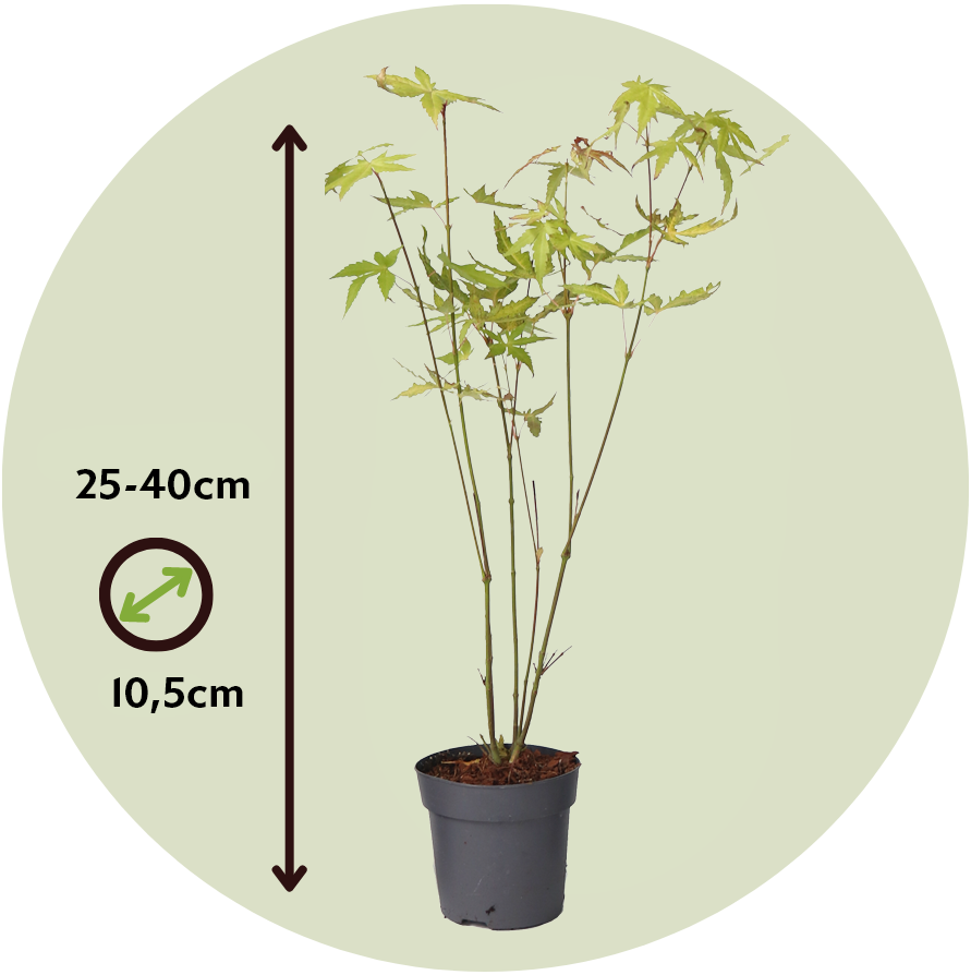 Arce Japonés - 4 Pzs - Acer Palmatum 'orange Dream' - Altura 25-40cm - ⌀105cm_2