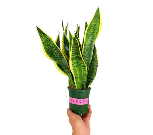 Sansevieria Futura Superba M12 30cm (lengua De Suegra)_0