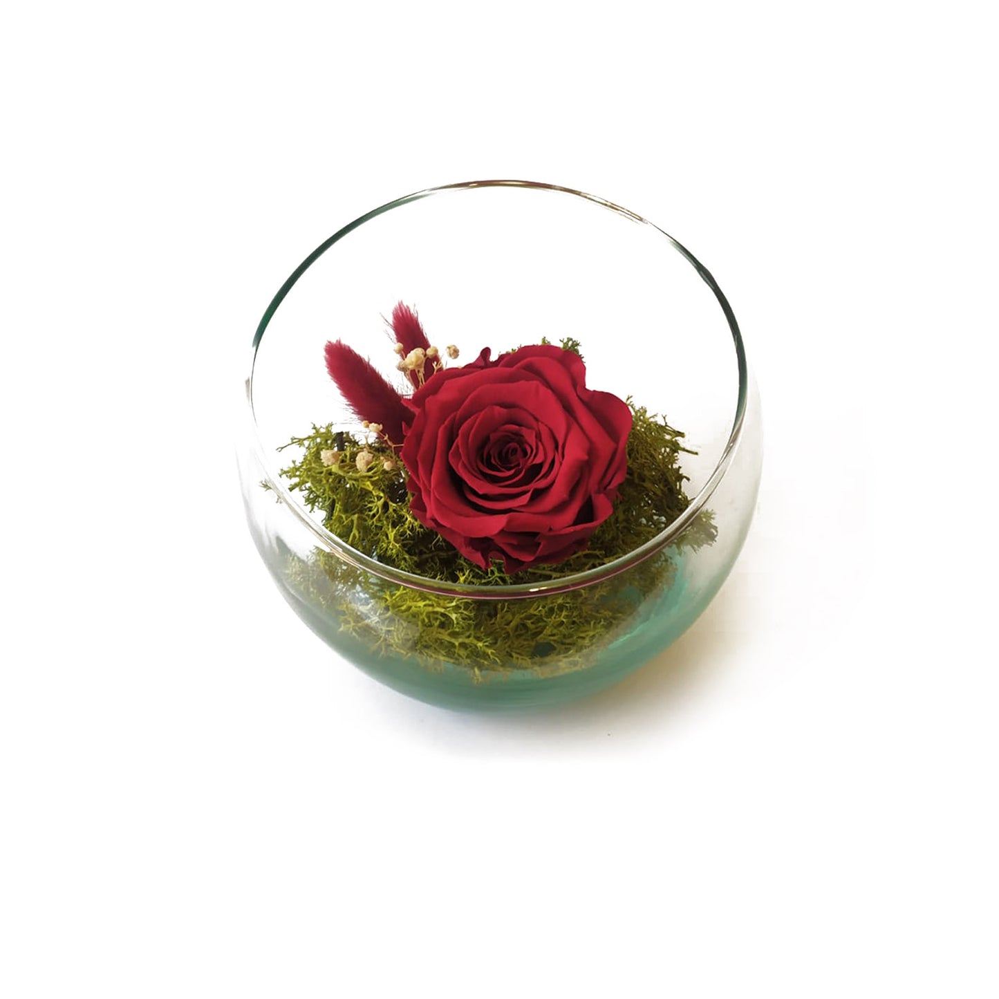 Rosa Eterna - Medialuna_0