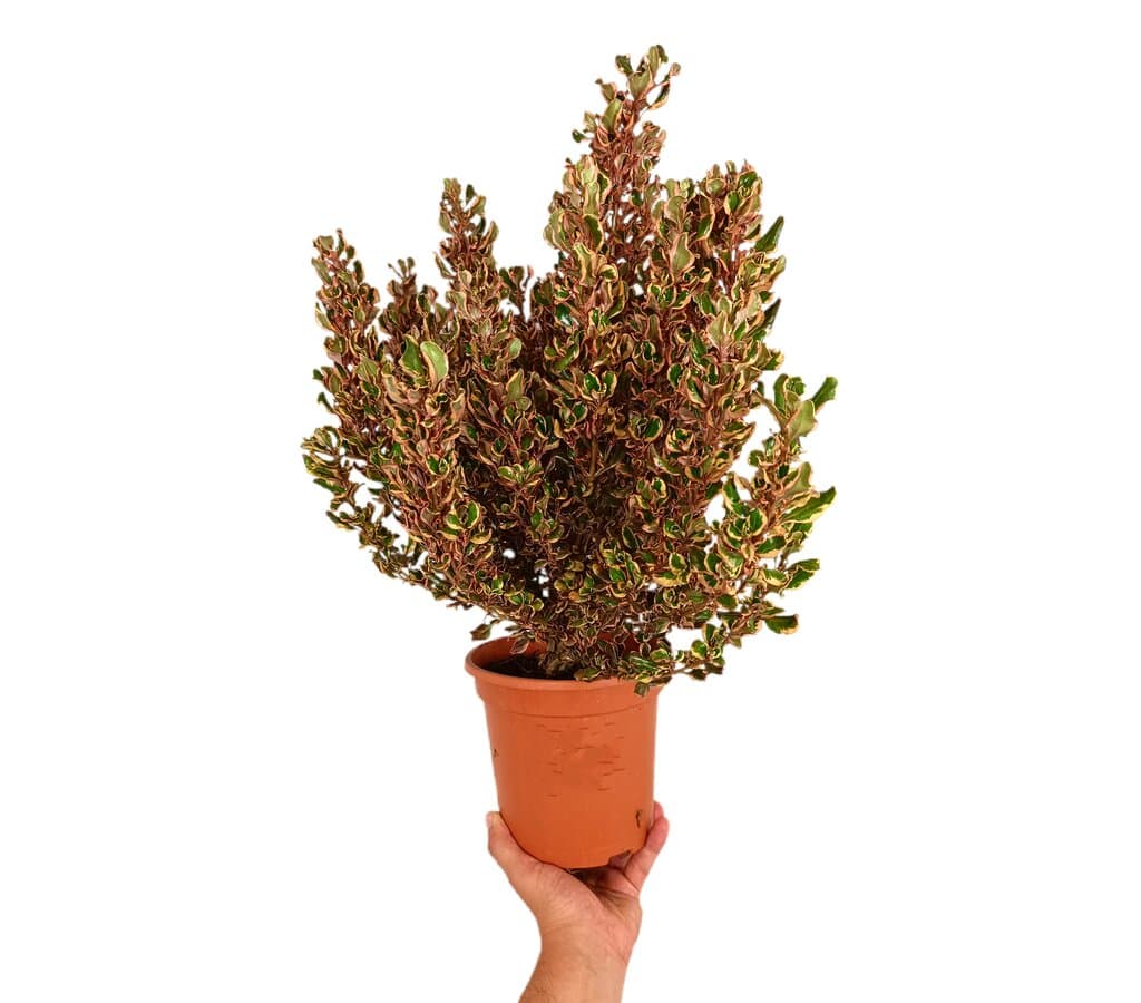 Coprosma Chocolate M17_0