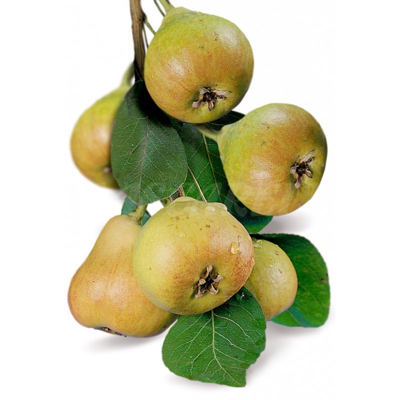 Frutal Pera Castell - Planta Natural - Maceta 26cm. - Altura Aprox. 120/150_0