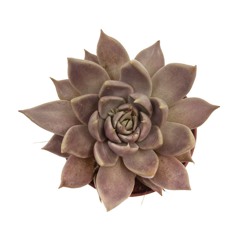 Echeveria Tobarensis Cactus Y Suculentas M8,5 cm Ø_1