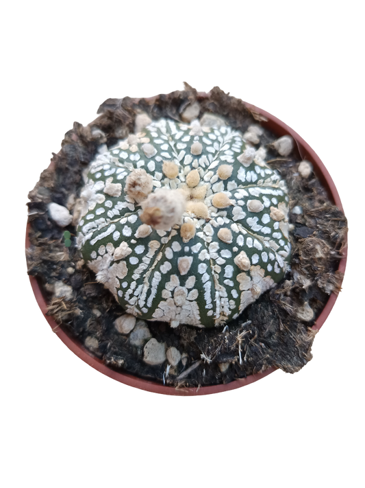 Astrophytum Asterias Superkabuto Planta Cactus Ø8_0