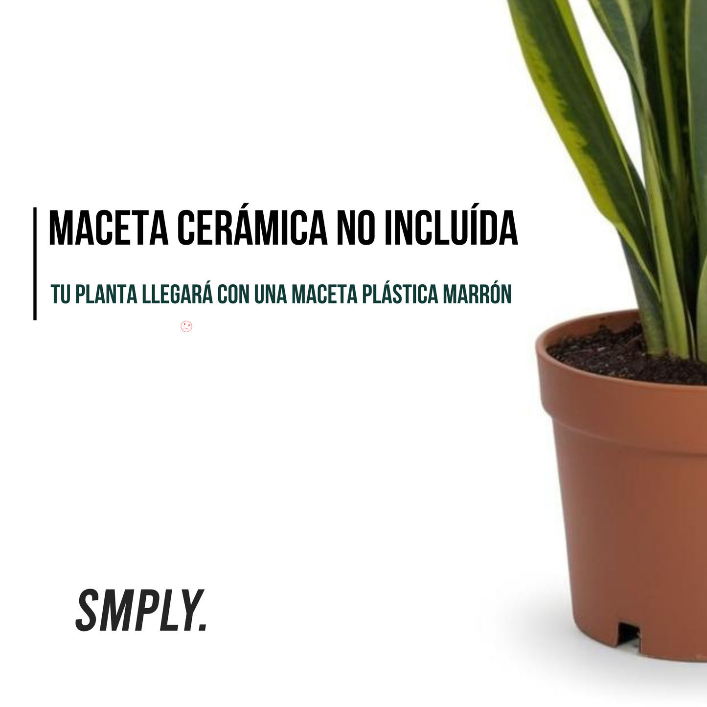 Planta Natural Viva Sansevieria Laurentii O Lengua De Suegra Altura Aproximada 30 Cm En Maceta De 13 Cm 4 Hojas_2