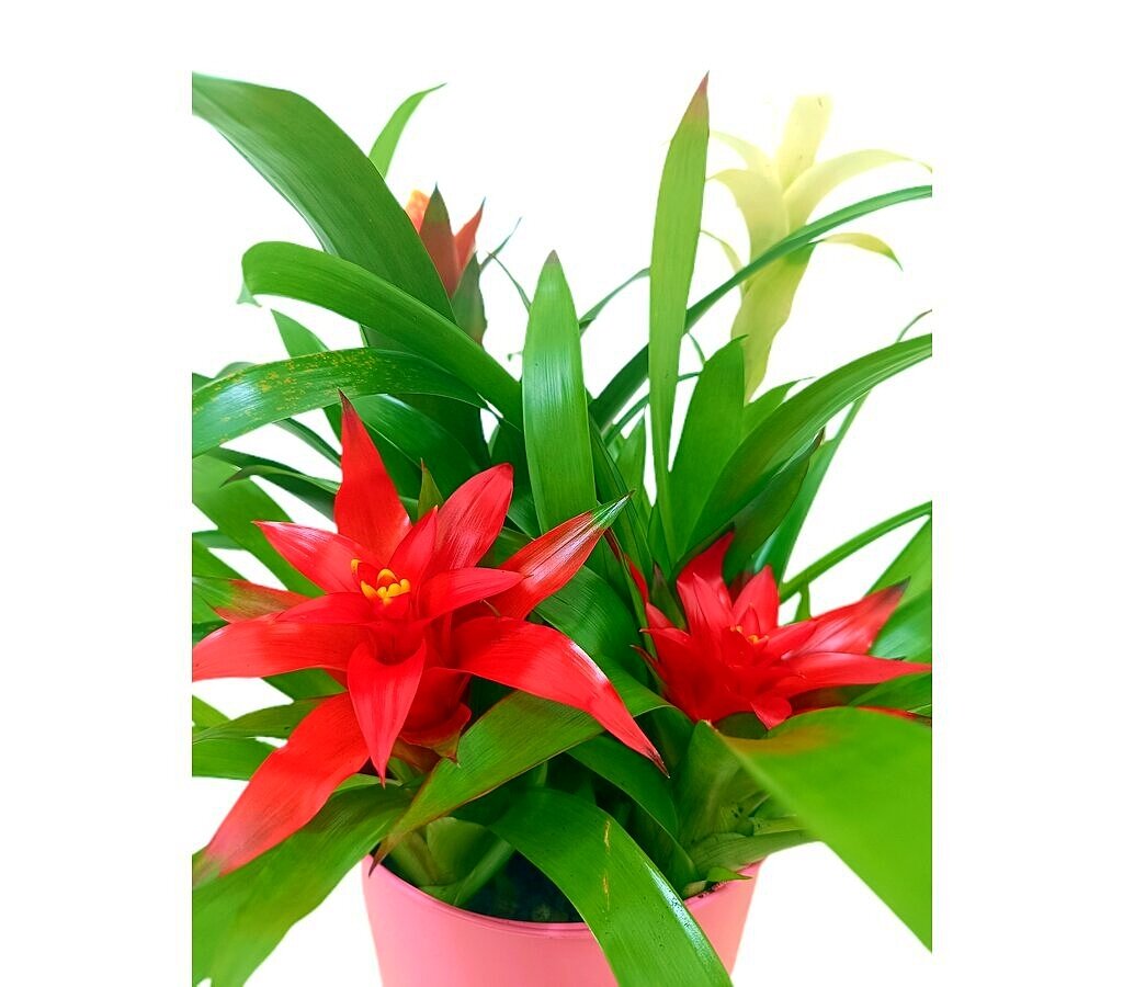 Combo Bromelia 40cm_1