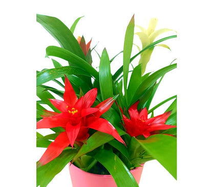 Combo Bromelia 40cm_1