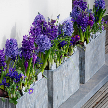 Jacinto - 15 Pzs - Hyacinthus 'blue Trophy' - Bulbos De Flores - Azul