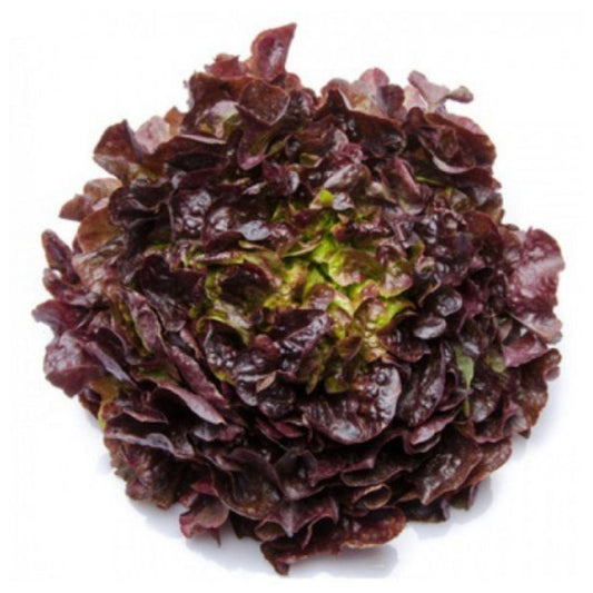 Plantón de Lechuga hoja de roble en maceta 11 cm