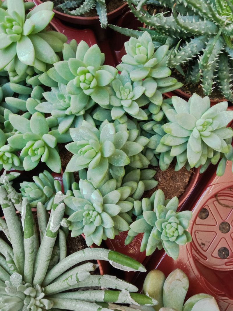 Planta Colgante Ø13 Plantas Suculentas Sol #ref1_0