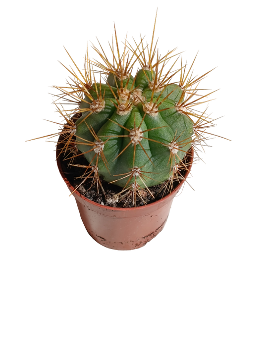Trichocereus Terscheckii Ø5 Cactus Planta Natural_0