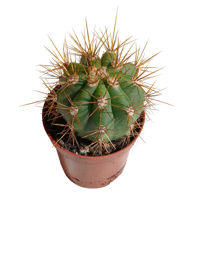 Trichocereus Terscheckii Ø5 Cactus Planta Natural_0
