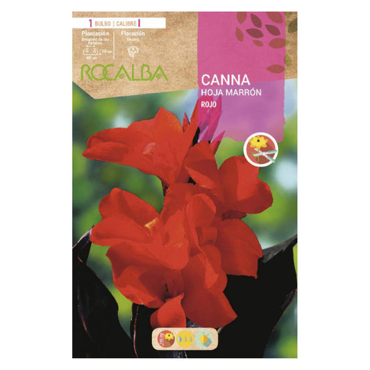 Bulbo Canna hoja marrón Rojo 1 unidad (I)