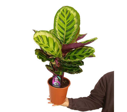 Calathea Roseopicta M19 70cm_0