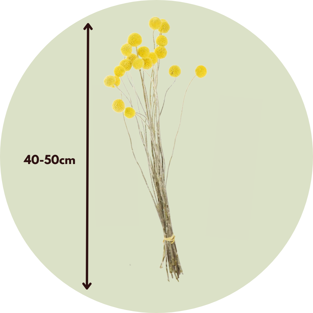 Flores Secas - Ramo 'craspedia Natural Yellow'_2