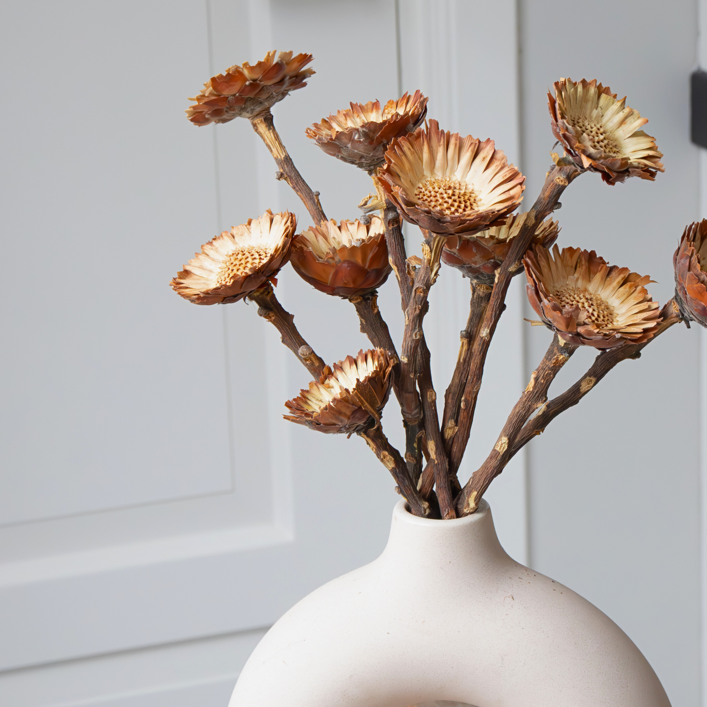 Flores Secas - 10 Pzs - Ramo 'protea Compacta'