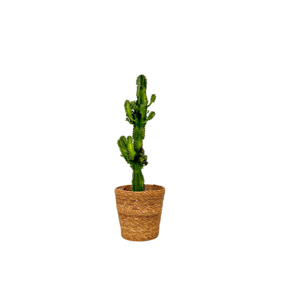 Euforbia Candelabro - Euphorbia Ingens - Incluye Cesta - Altura 50-60cm - ⌀17cm_0