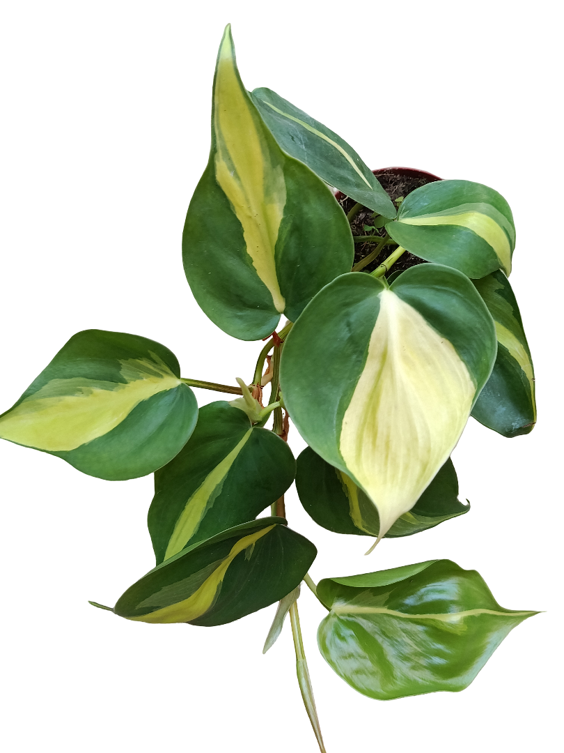 Scindapsus Brasil Planta De Interior Potho Ø8_0