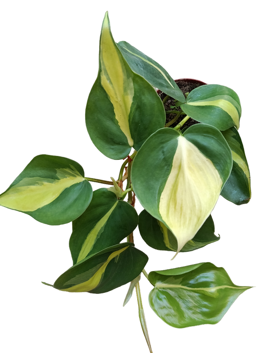 Scindapsus Brasil Planta De Interior Potho Ø8_0