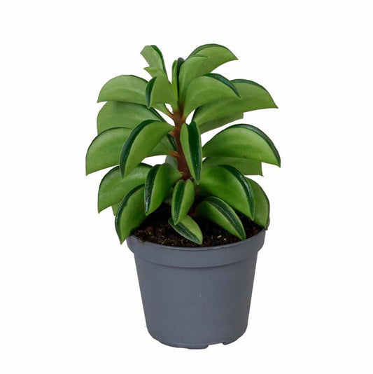 Peperomia FIRE SPARKS Ø 5 Cms Planta De Interior