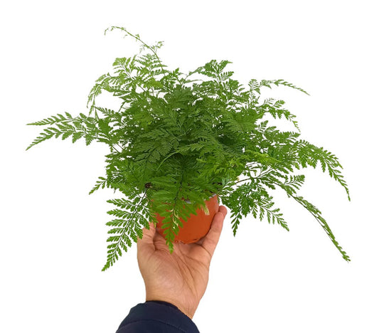 Davallia M12 25cm_0