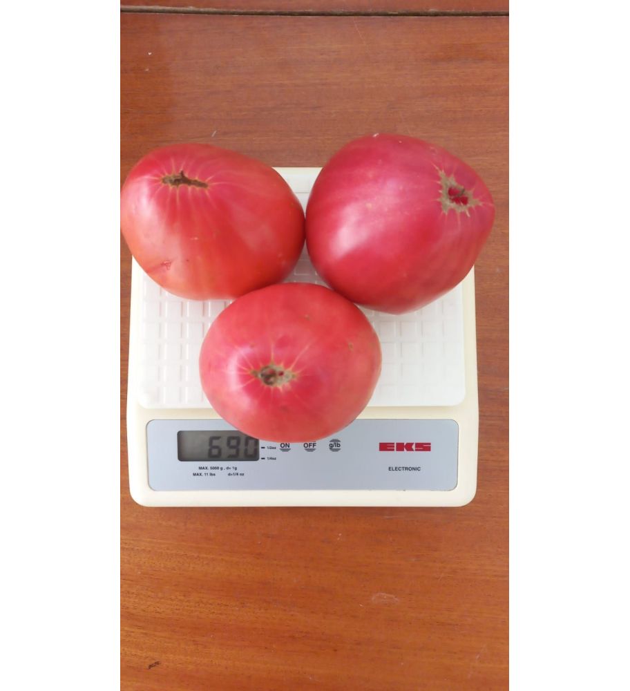 Plantón Tomate Corazón De Buey Rosa (10 Unidades)_2
