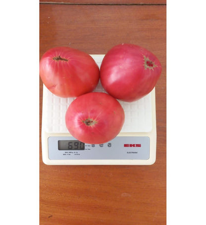 Plantón Tomate Corazón De Buey Rosa (10 Unidades)_2