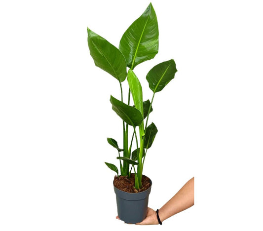 Strelitzia Augusta M17 70-80cm_0