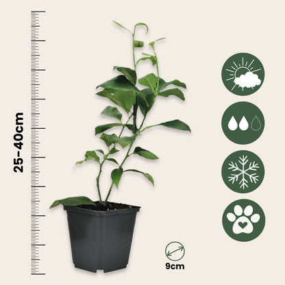 Mezcla De Árboles Frutales - 3 Pzs - Citrus Limon - Altura 25-40cm - ⌀9cm