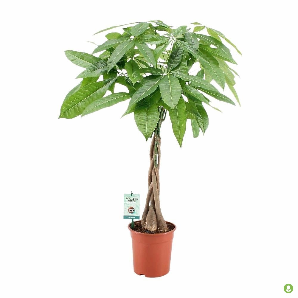 Pachira Acuática M21 60-80cm_0