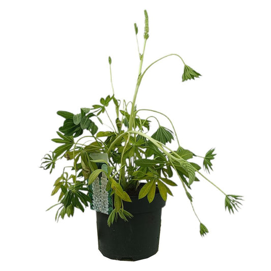 Lupinus M19_0