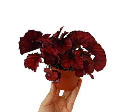 Begonia Magic Colours M8_0