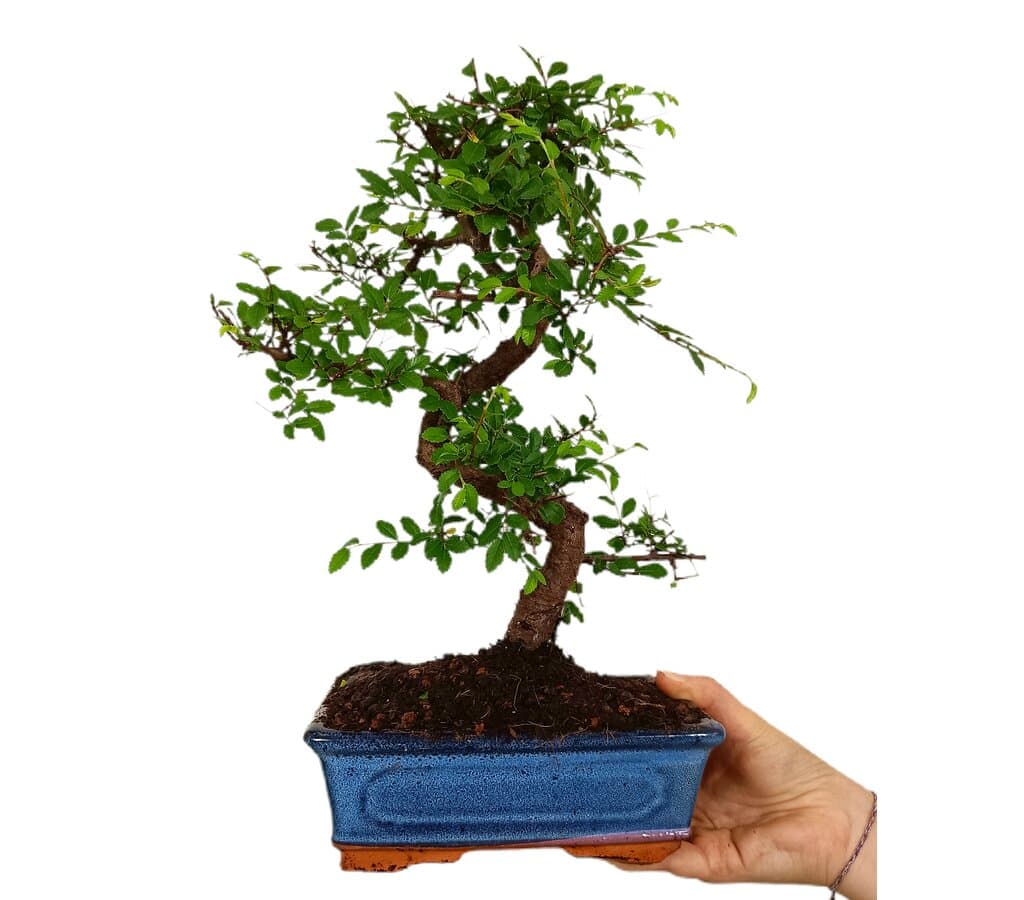 Bonsái Zelkova Parvifolia 8 Años (olmo Japonés)