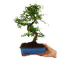 Bonsái Zelkova Parvifolia 8 Años (olmo Japonés)