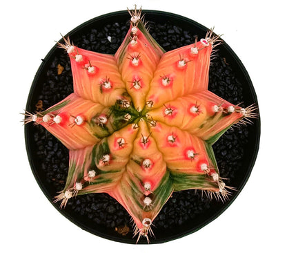 Gymnocalycium Variegata M12 20cm_1