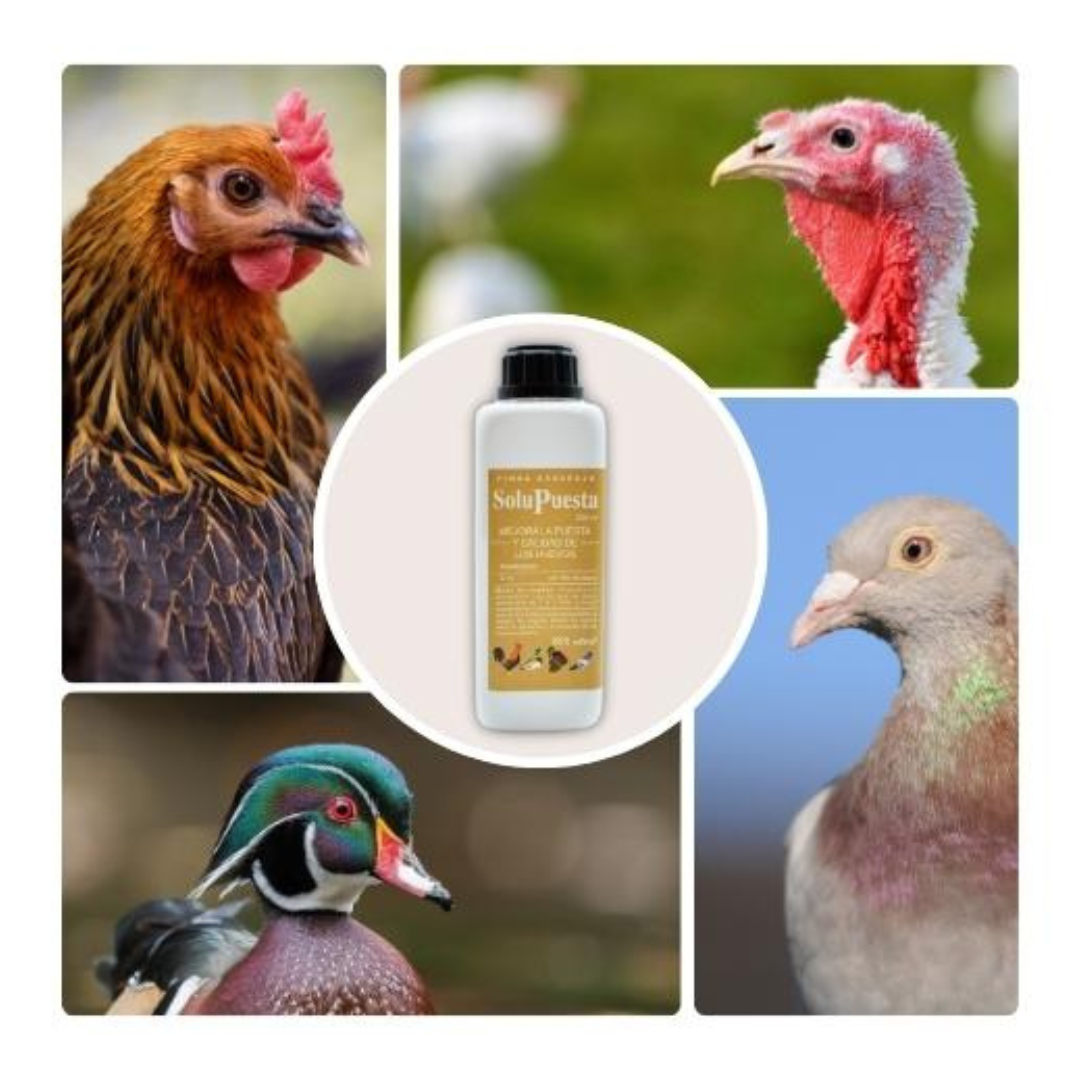 SoluPuesta - Mejora la Calidad de la cáscara del Huevo – Suplemento Alimenticio para Gallinas y otras Aves de Corral_1