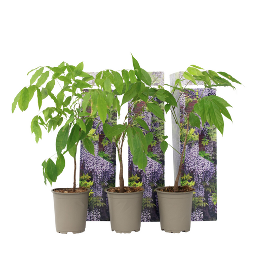 Glicinia China - 3 Pzs - Wisteria Sinensis - Altura 25-40cm - ⌀9cm_0