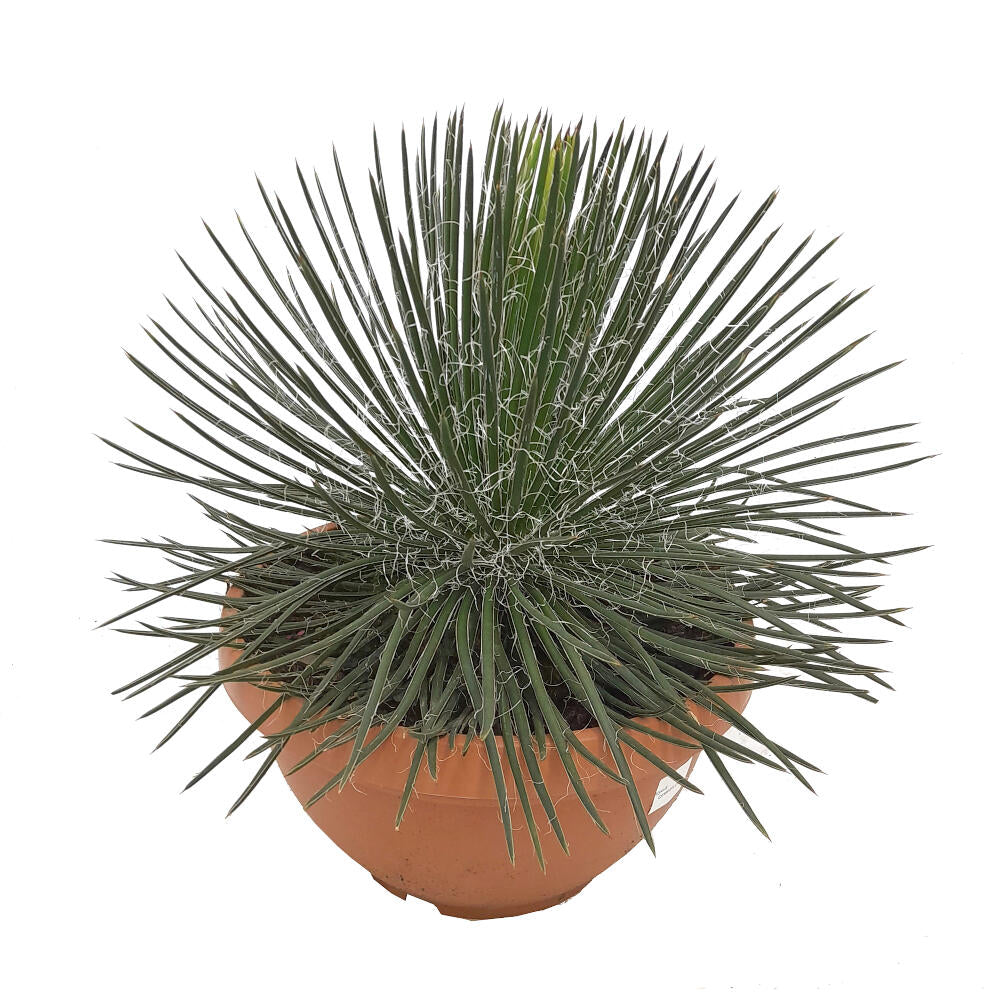 Agave Geminiflora T30 60cm_0