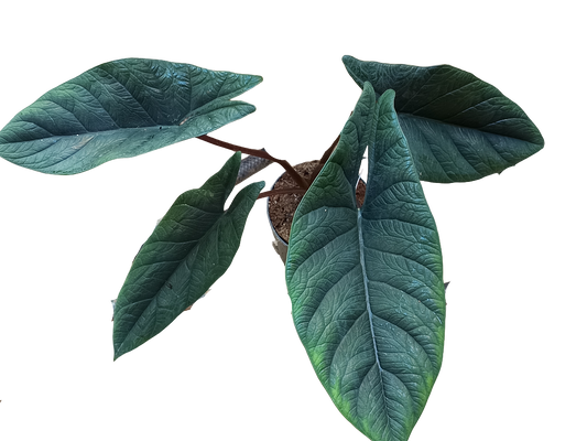 Alocasia Scalprum Planta De Interior  Ø14_0