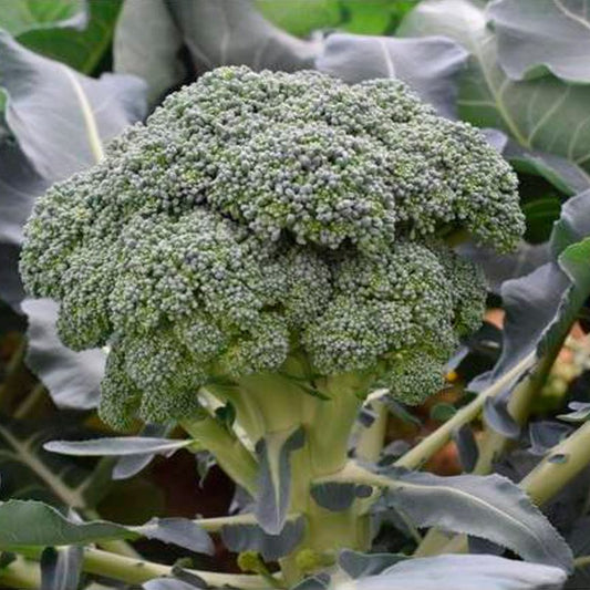 Semillas Brócoli Rasmus Ecológicas_0