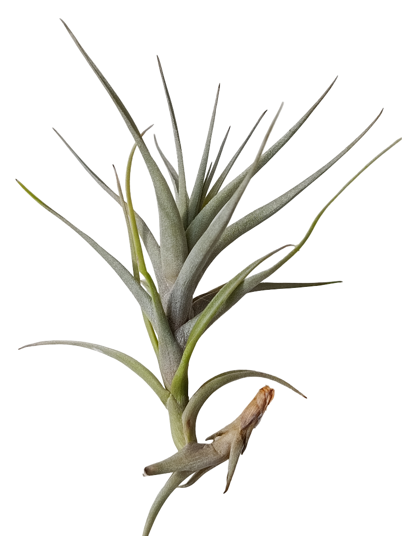 Tillandsia Queroensis Planta Natural Clavel Del Aire_0