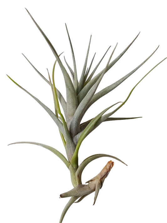 Tillandsia Queroensis Planta Natural Clavel Del Aire_0