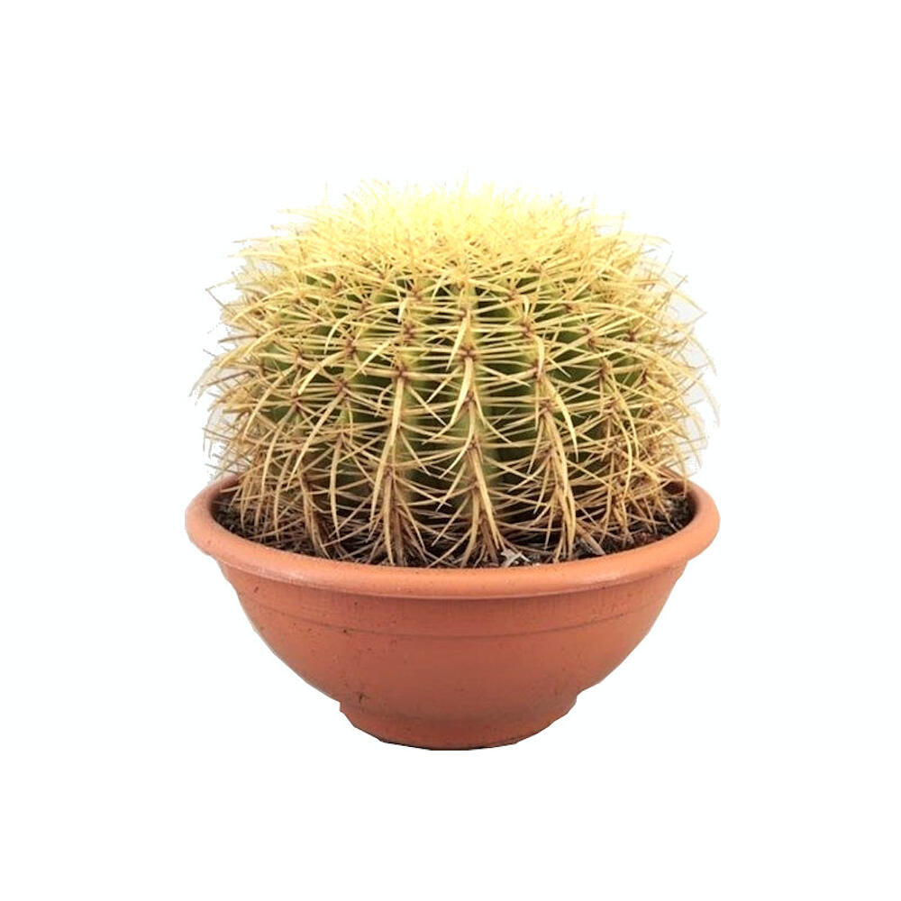 Echinocactus Grusonii M27 30cm_0
