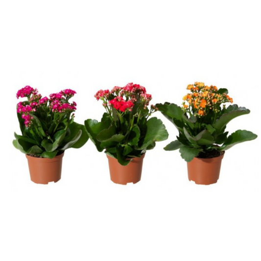 Kalanchoe Sencillo M10_0