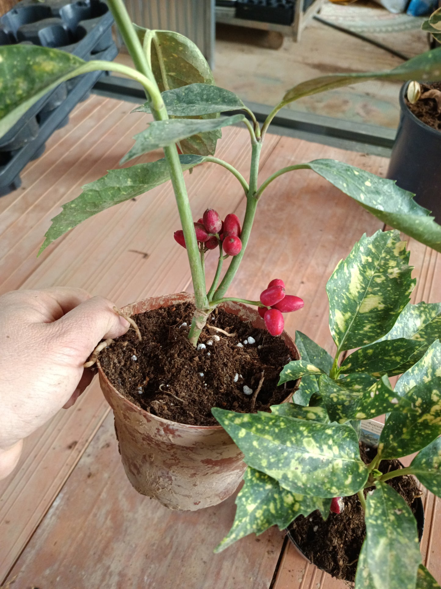 Aucuba J Crotonifolia Laurel Manchado Planta