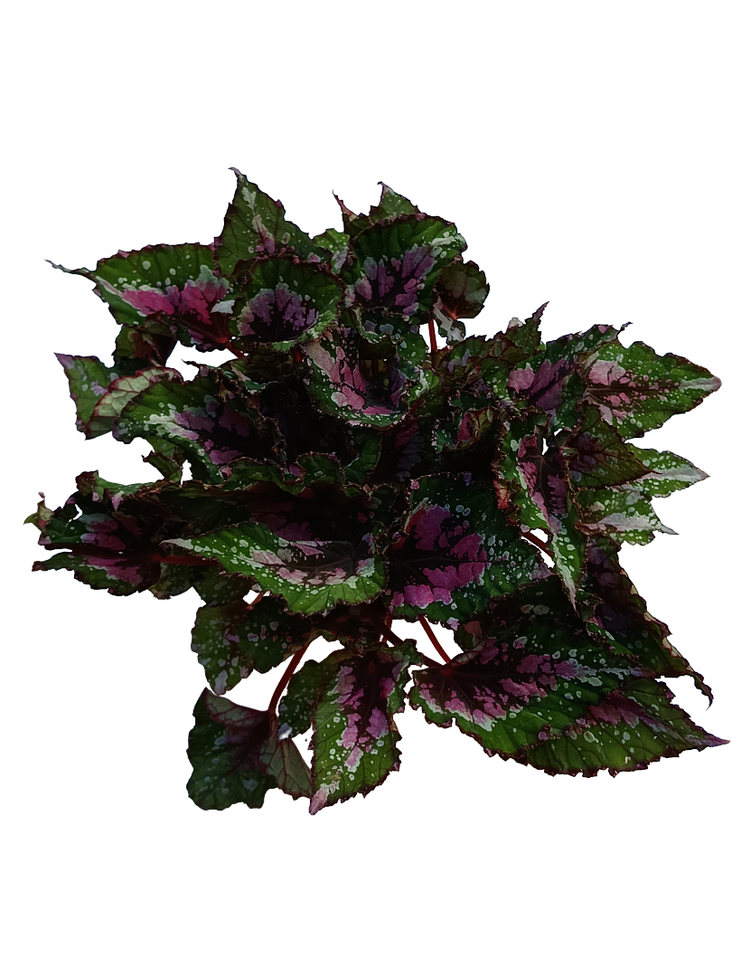 Begonia ALASKA CREEK Planta de interior Ø12 altura aprox. 22 cm_0