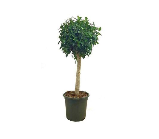 Planta Natural Ficus Nitida Copa M32 110-130cm Planta Natural Exterior_0
